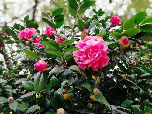 娱乐吃瓜酱山茶花,揭秘山茶花的神秘魅力  第3张